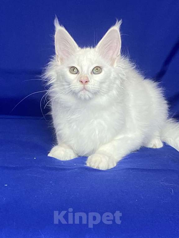 Кошки в Фокино: Котик мейн кун Мальчик, 40 000 руб. - фото 3