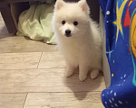 Собаки в Лысьве: Японский шпиц Девочка, 40 000 руб. - фото 1