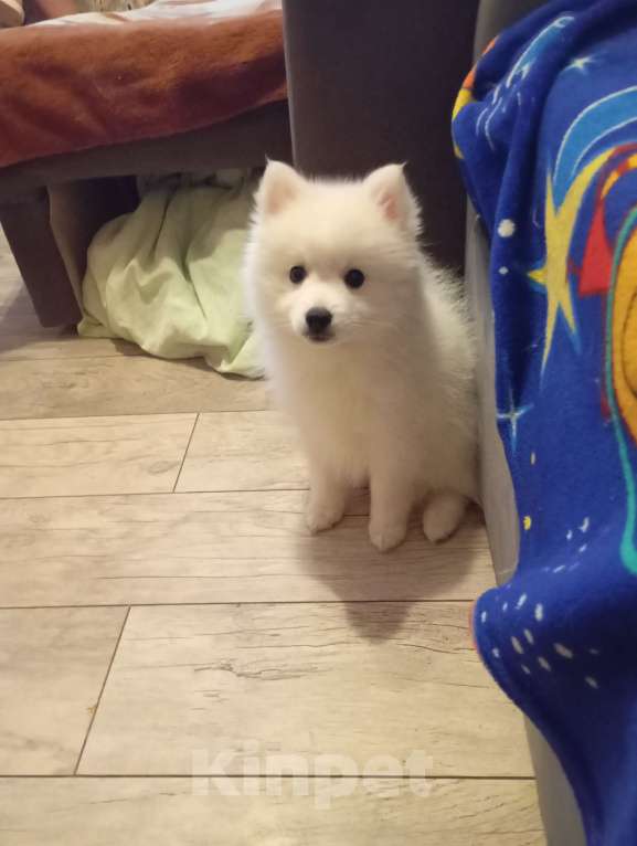 Собаки в Лысьве: Японский шпиц Девочка, 40 000 руб. - фото 1