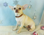 Собаки в Санкт-Петербурге: Щенок чихуахуа девочка Девочка, 40 000 руб. - фото 3