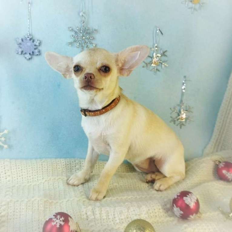 Собаки в Санкт-Петербурге: Щенок чихуахуа девочка Девочка, 40 000 руб. - фото 3