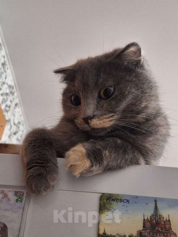 Кошки в Ижевске: Кошка в добрые руки Девочка, Бесплатно - фото 2