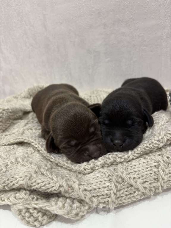 Собаки в Москве: Щенки лабрадор-ретривер Разнополые, 70 000 руб. - фото 1