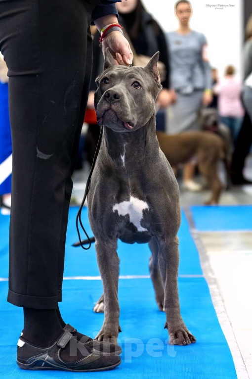 Собаки в Санкт-Петербурге: Щенки - Прайтер Мальчик, 75 000 руб. - фото 9