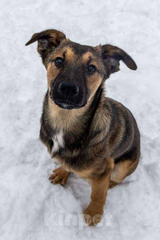 Собаки в Москве: Баксик ждёт свою заботливую семью Мальчик, Бесплатно - фото 1