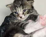 Кошки в Санкт-Петербурге: Котята-котики под бронь!! Мальчик, Бесплатно - фото 4