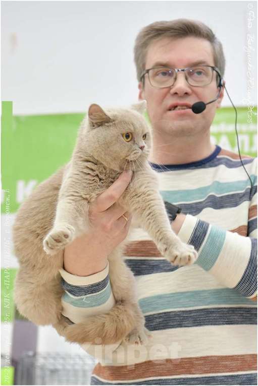 Кошки в Воронеже: Лиловая британская девочка  Девочка, 60 000 руб. - фото 4