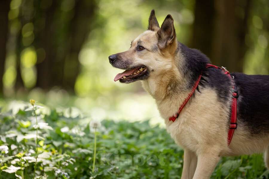 Собаки в Москве: Пеппи ищет дом. И ждёт его всей душой. Девочка, Бесплатно - фото 3