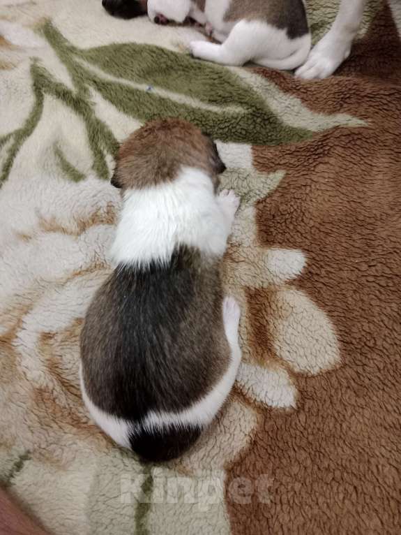 Собаки в Тольятти: Джек Рассел терьер  Девочка, 20 000 руб. - фото 4