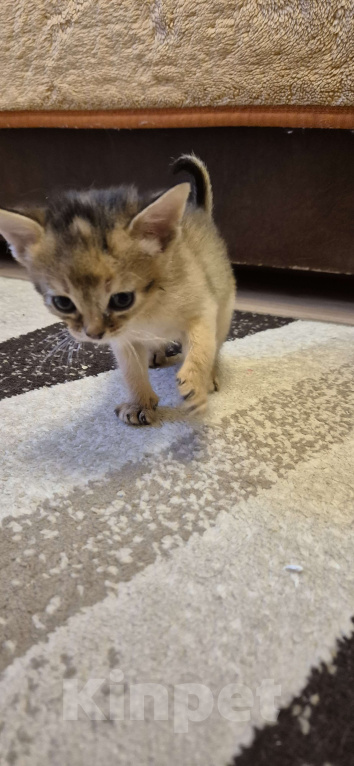 Кошки в Москве: 3 девочки дикий окрасс Девочка, Бесплатно - фото 5