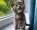 Кошки в Москве: Котенок в добрые руки Девочка, Бесплатно - фото 2