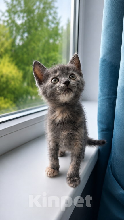 Кошки в Москве: Котенок в добрые руки Девочка, Бесплатно - фото 2
