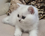Кошки в Абакане: Предлагается котенок шотландская серебристая шиншилла (девочка) Девочка, Бесплатно - фото 2
