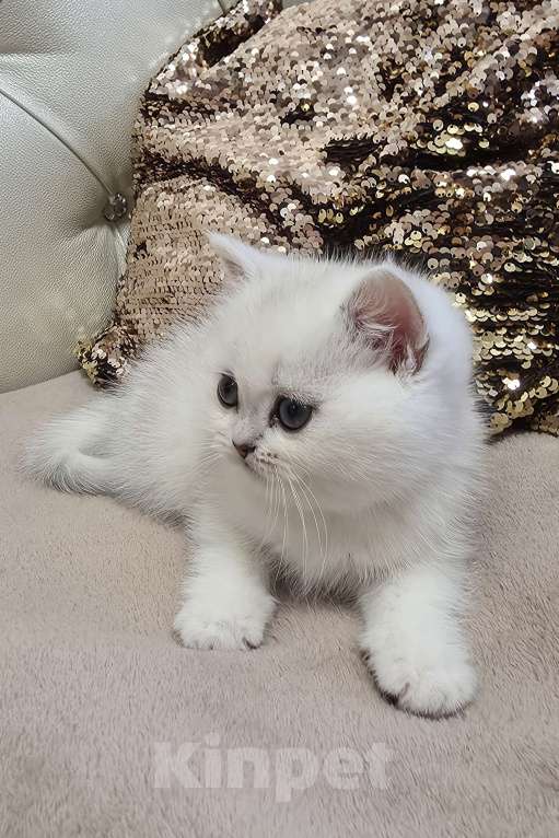 Кошки в Абакане: Предлагается котенок шотландская серебристая шиншилла (девочка) Девочка, Бесплатно - фото 2