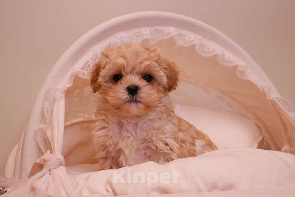 Собаки в Москве: Милый мальтипу мальчик  Мальчик, 120 000 руб. - фото 5