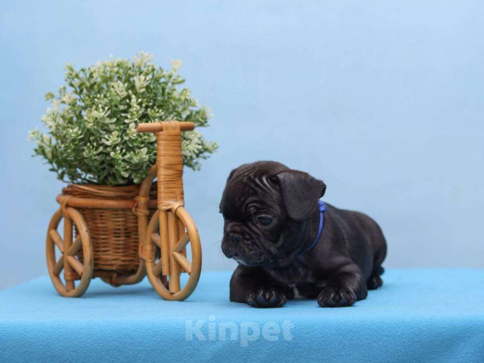 Собаки в Ульяновске: Французский бульдог щенки Мальчик, 80 000 руб. - фото 3