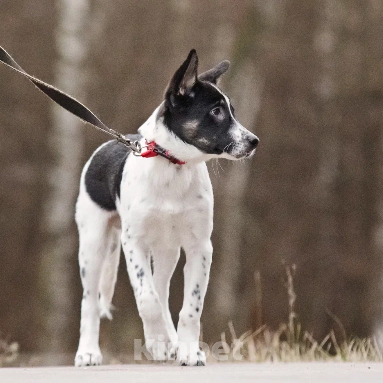 Собаки в Москве: Спайк якутенок Мальчик, Бесплатно - фото 6