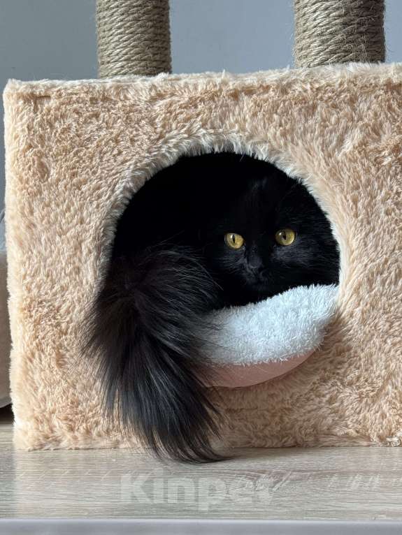 Кошки в Москве: Ласковая кошечка ищет дом Девочка, Бесплатно - фото 2