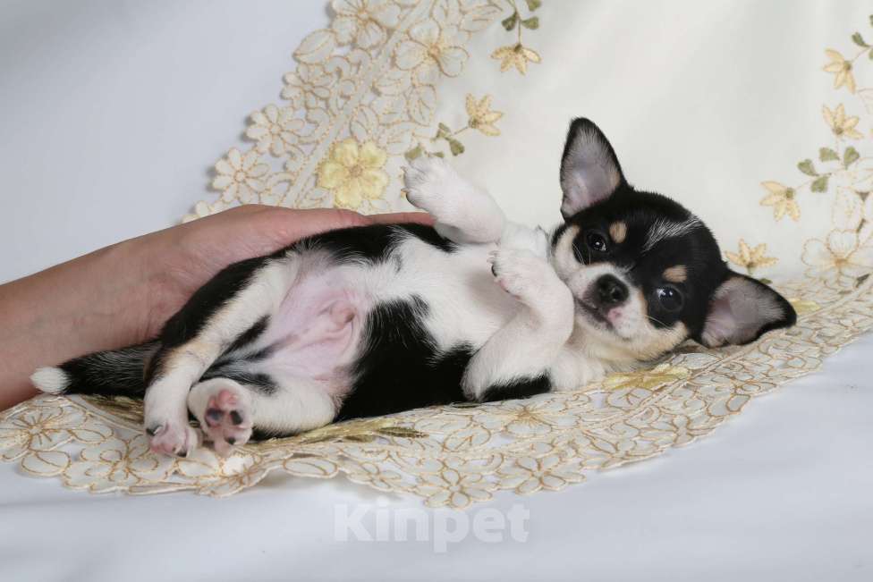 Собаки в Люберцах: продажа щенков чихуахуа Мальчик, 45 000 руб. - фото 2