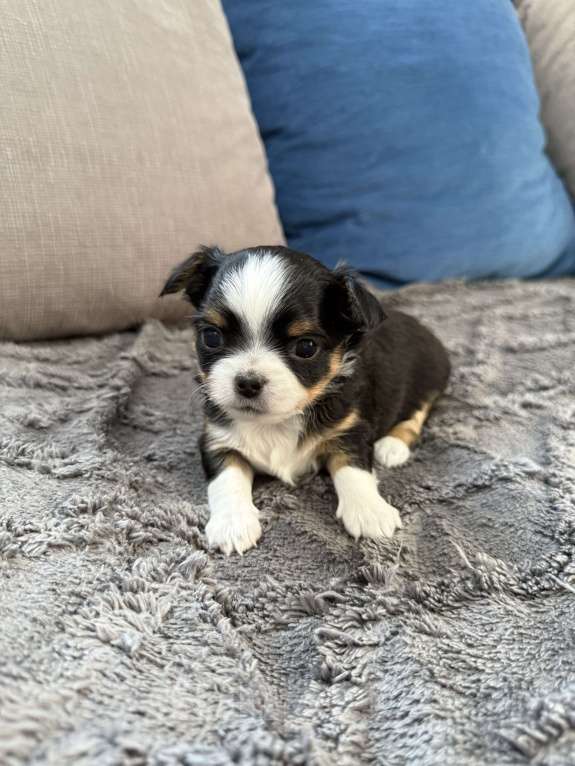 Собаки в других городах Московской области: Девочка чихуахуа Герда Девочка, 60 000 руб. - фото 3