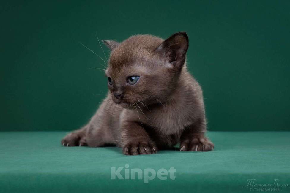 Кошки в Москве: Бурманская кошка соболь Девочка, 150 000 руб. - фото 3