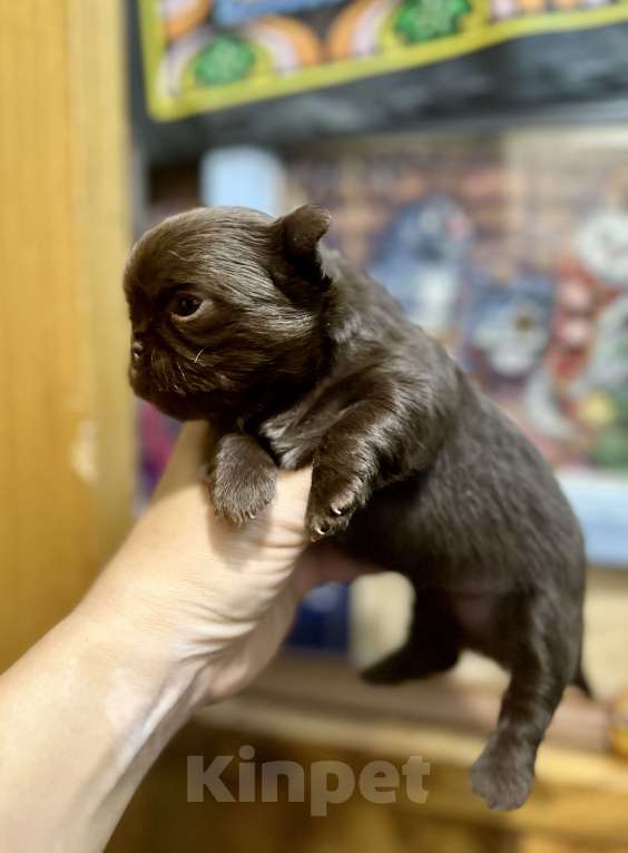 Собаки в Ростове-на-Дону: Чихуахуа Девочка, 50 000 руб. - фото 8