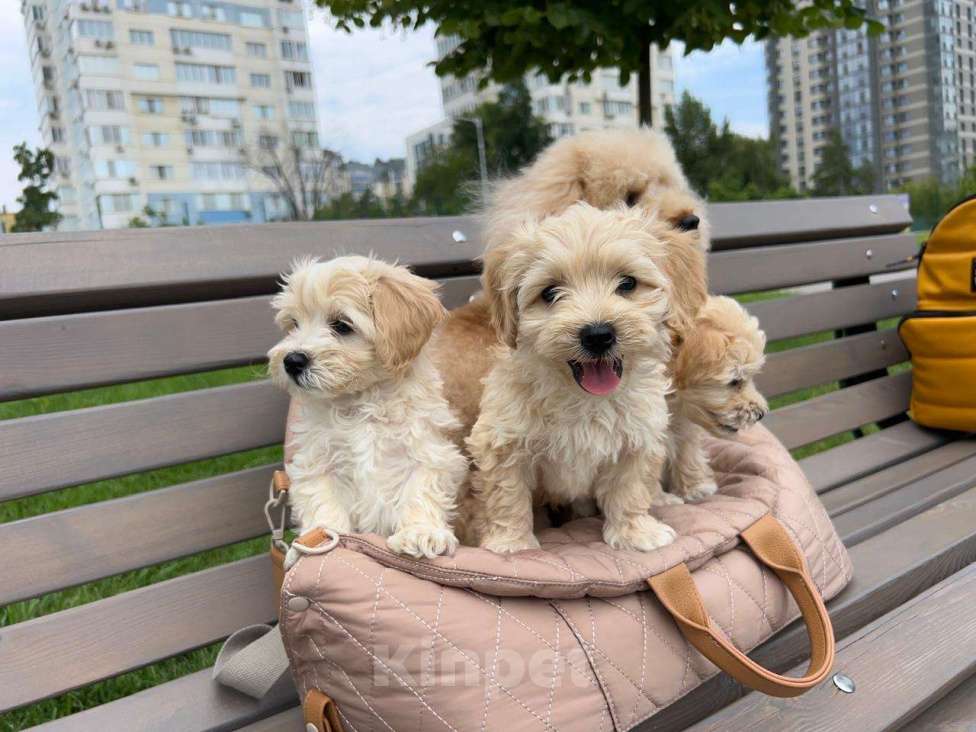 Собаки в Волгограде: Мальтипу Патрик   Мальчик, 70 000 руб. - фото 2
