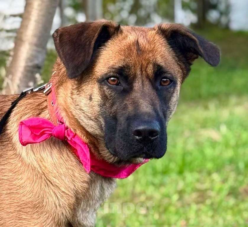 Собаки в Москве: Ищет дом замечательная собака Джина Девочка, 10 руб. - фото 6