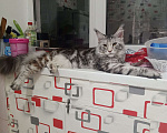 Кошки в Красноуфимске: Нужен кот Мейн-кун для вязки  Девочка, 1 000 руб. - фото 1