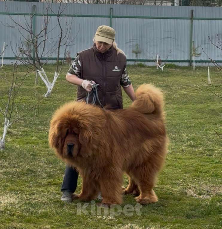 Собаки в Москве: Щенок Тибетского мастифа  Мальчик, 120 000 руб. - фото 7