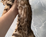Кошки в Москве: Котенок бенгальский Мальчик, 40 000 руб. - фото 3