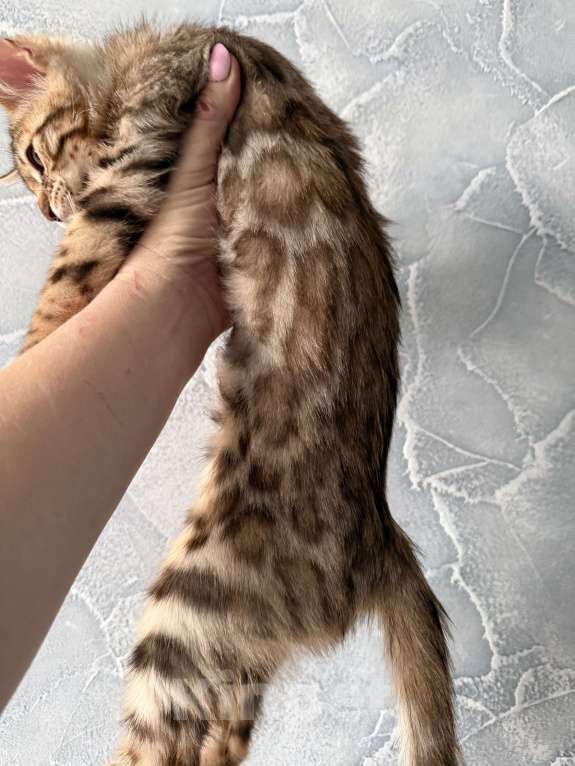Кошки в Москве: Котенок бенгальский Мальчик, 40 000 руб. - фото 3