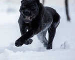 Собаки в Санкт-Петербурге: Кане-корсо черная пантера Девочка, 45 000 руб. - фото 2