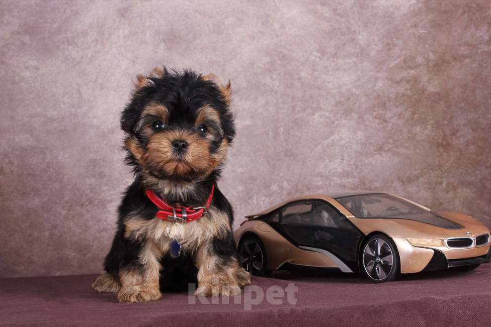 Собаки в Люберцах: Йоркширский терьер курносый  Юджет Мальчик, 50 000 руб. - фото 10