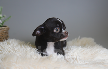 Собаки в Королеве: Девчушка Чихуа-хуа Девочка, 45 000 руб. - фото 5