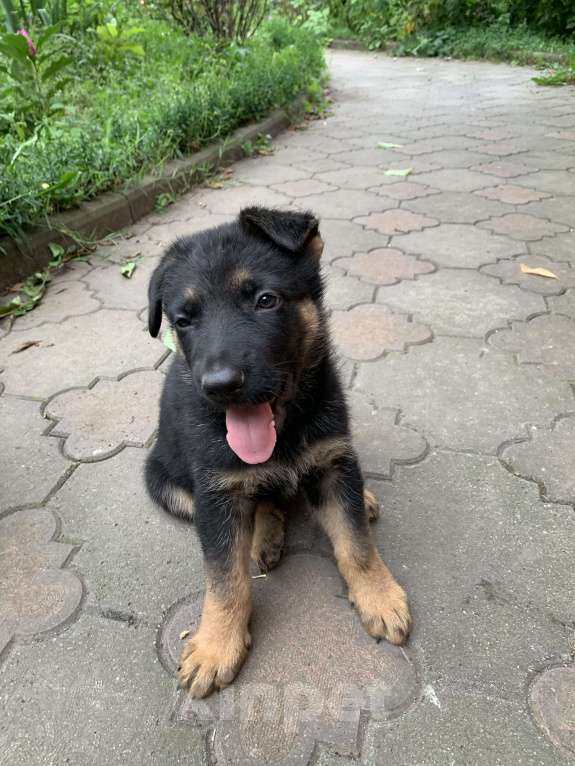 Собаки в Владикавказе: Продается чистопородный щенок немецкая овчарка Мальчик, 20 000 руб. - фото 2