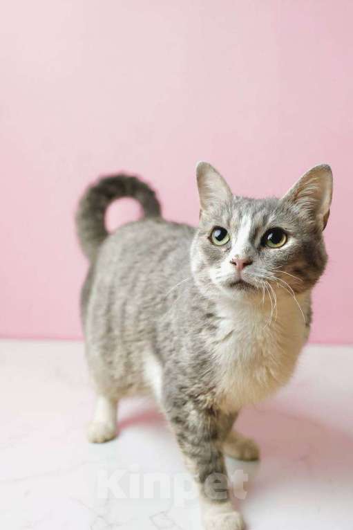 Кошки в Москве: Уже 10 месяцев ждет семью Девочка, Бесплатно - фото 6