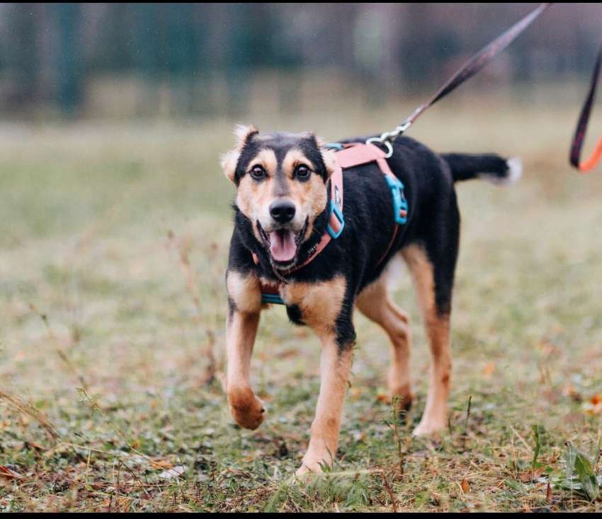 Собаки в Пушкино: Красавица Молли Девочка, 1 руб. - фото 3