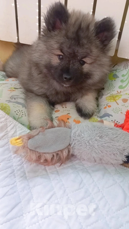 Собаки в Саратове: Щенки кеесхонда (немецкий вольфшпиц) Девочка, 30 000 руб. - фото 4