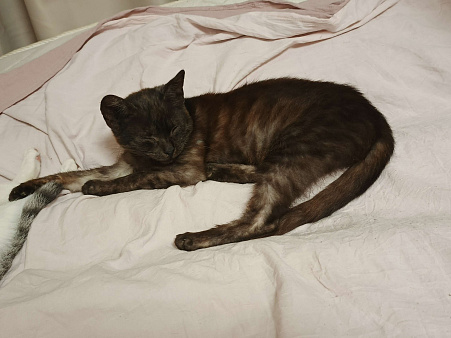 Бесноватый кот