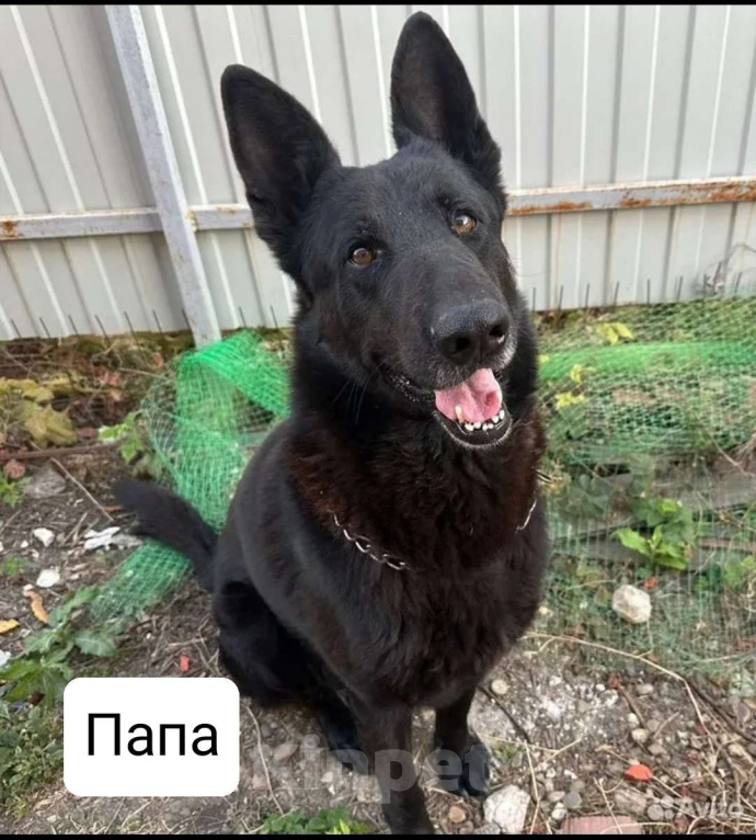 Собаки в других городах Краснодарского края: Щенок немецкой овчарки (девочка) Девочка, 15 000 руб. - фото 3