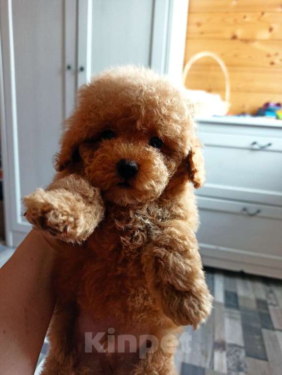 Собаки в Москве: Мальчик абрикосовый Мальчик, 30 000 руб. - фото 6