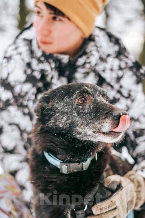 Собаки в Москве: Чарли ищет дом Мальчик, Бесплатно - фото 4