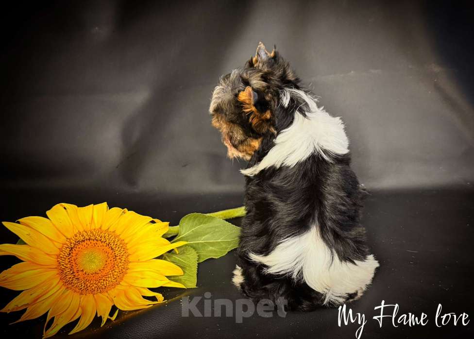 Собаки в Краснодаре: Красивый Мальчик Бивер, Документы РКФ Мальчик, 40 000 руб. - фото 4