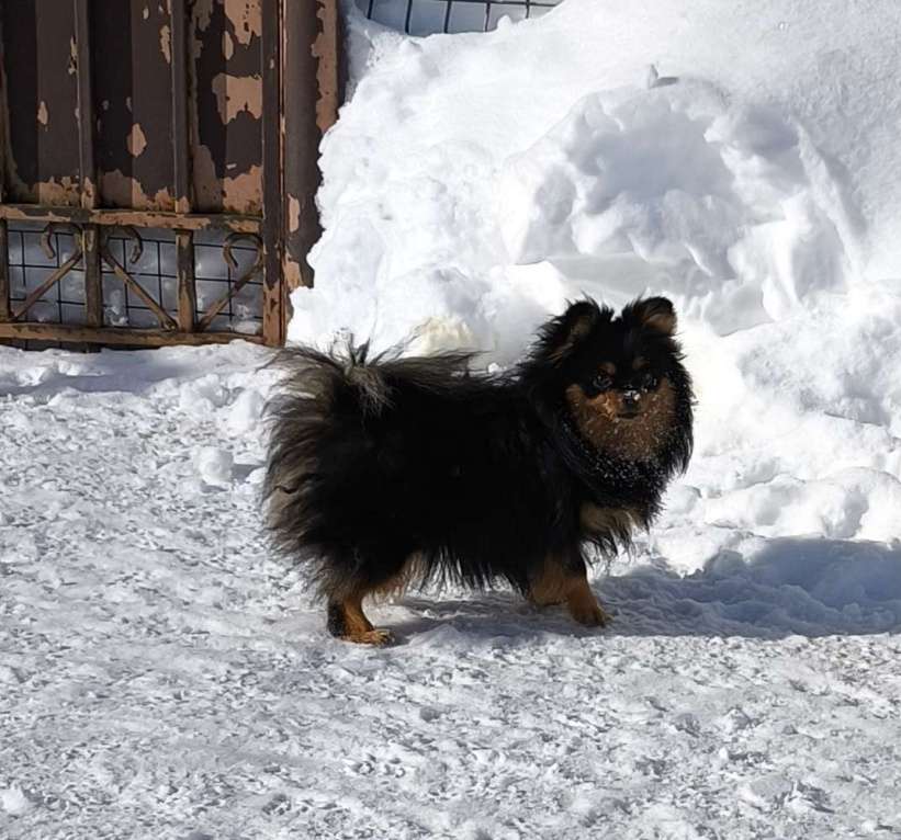 Собаки в Москве: Померанский шпиц Мальчик, 25 000 руб. - фото 2