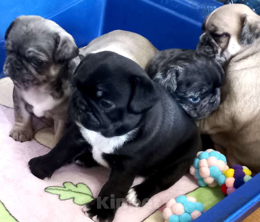 Собаки в Красногорске: Мопсики редких окрасов  Девочка, 70 000 руб. - фото 3