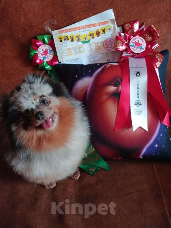 Собаки в Нижнем Новгороде: лиловая девочка Девочка, 30 000 руб. - фото 4