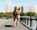 Собаки в Москве: Собака в добрые руки Девочка, Бесплатно - фото 2