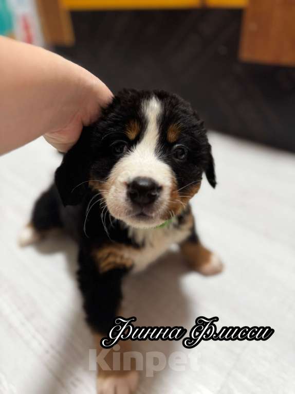 Собаки в Екатеринбурге: Бернский зенненхунд Девочка, 70 000 руб. - фото 3