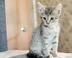 Кошки в Красноармейске: Котенок девочка Ириска Девочка, Бесплатно - фото 4